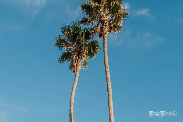 高清摄影 两棵高大的棕榈树在蓝天背景下