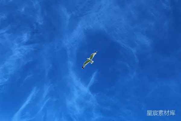 高清摄影 一只鸟在高空中飞翔