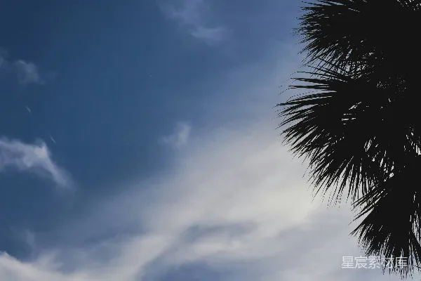 高清摄影 一棵棕榈树在蓝天背景下剪影。
