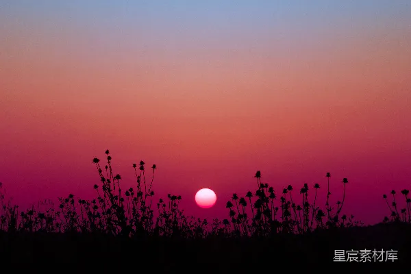 高清摄影 夕阳照耀在一片花田上。