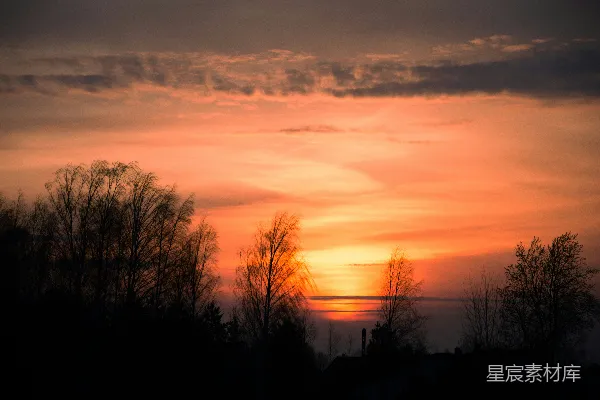 高清摄影 夕阳下树木的剪影