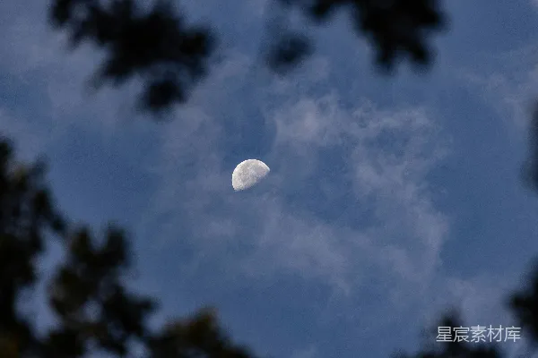 高清摄影 透过树木看月亮的景象