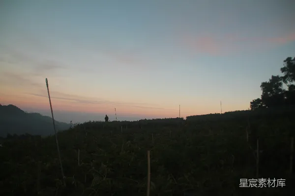 高清摄影 站在郁郁葱葱的山坡顶上的人