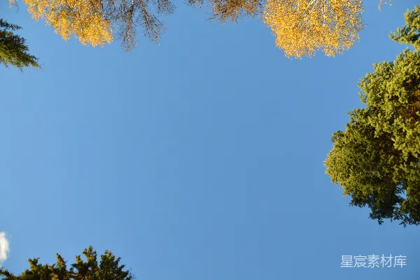 高清摄影 蓝天下的绿色和黄色树叶树木