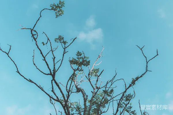 高清摄影 一棵没有叶子的树和背景中的蓝天。