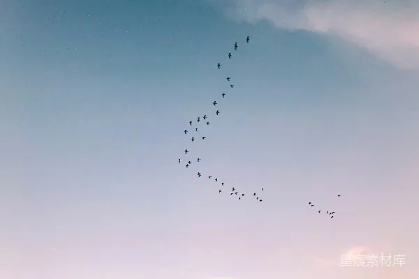 高清摄影 一群鸟儿在蓝天中飞翔。