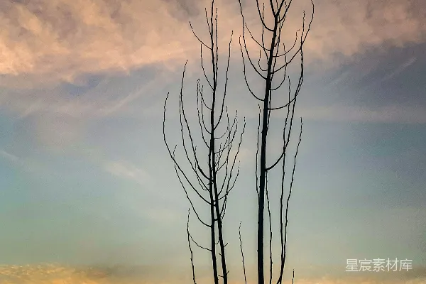 高清摄影 一棵没有叶子的树在多云的天空前
