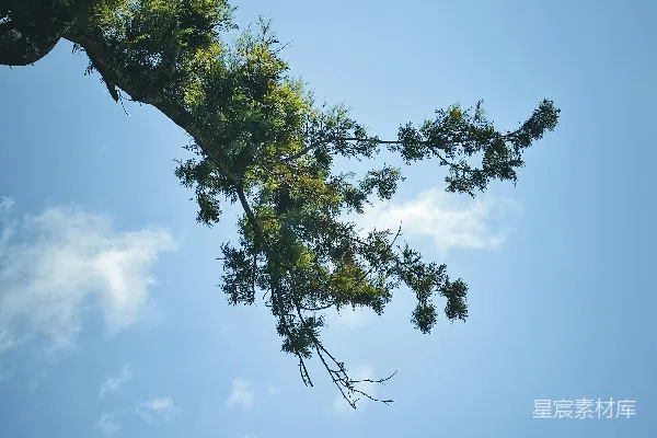 高清摄影 一棵树与蓝天白云