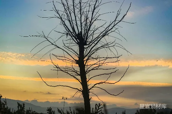 高清摄影 一棵孤独的树在五彩缤纷的天空中剪影。