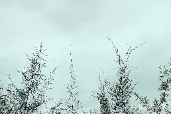 高清摄影 一只鸟栖息在树顶。