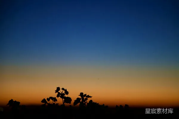 高清摄影 树木剪影和夕阳