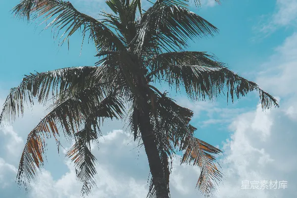 高清摄影 一棵棕榈树，背景是蓝天。