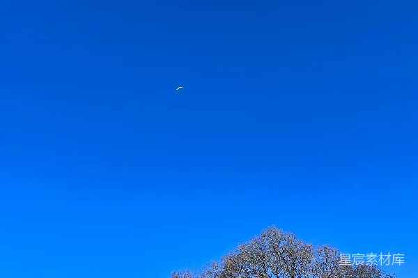 高清摄影 一棵树在田野里，背景是蓝天。