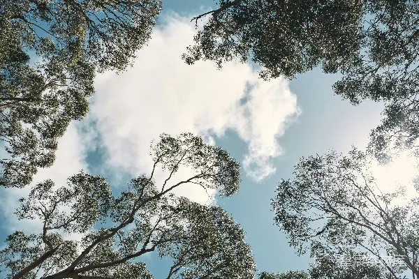 高清摄影 一群站立在草地上的树