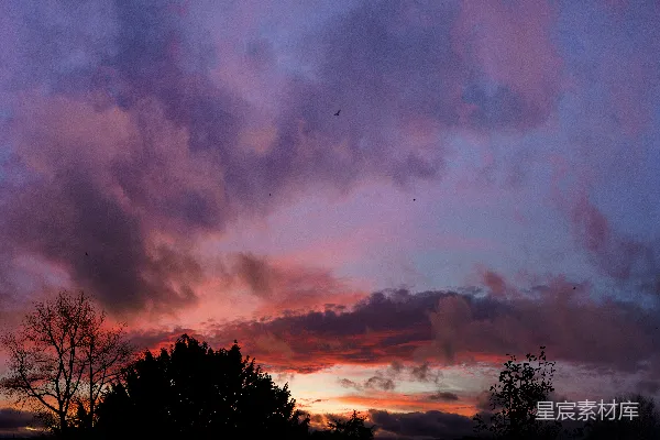 高清摄影 夕阳下，紫色和红色的云彩在剪影树木上显得格外生动。