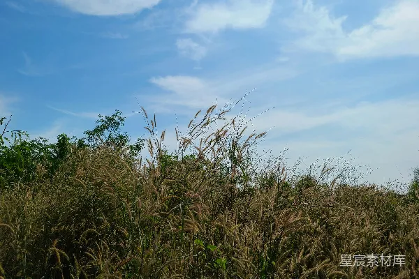 高清摄影 一片高高的草丛