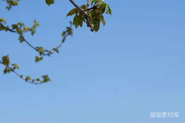 高清摄影 蓝天下的绿叶在白天。