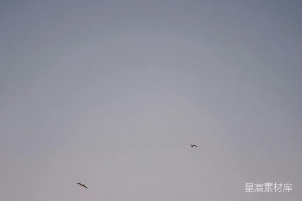 高清摄影 几只鸟在空中飞翔。