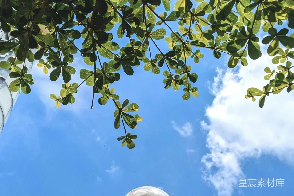 高清摄影 一棵树下的路灯，背景是蓝天。