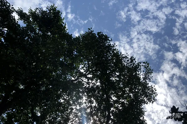 高清摄影 一片蓝天下的树木群