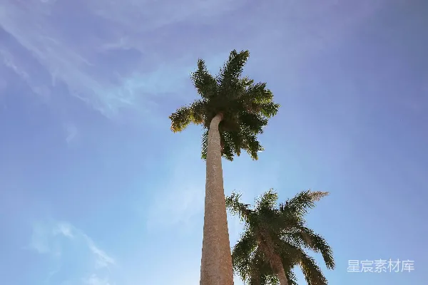 高清摄影 两棵高大的棕榈树矗立在蓝天之下