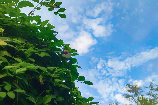 高清摄影 一片绿色的灌木丛，背景是蓝天。