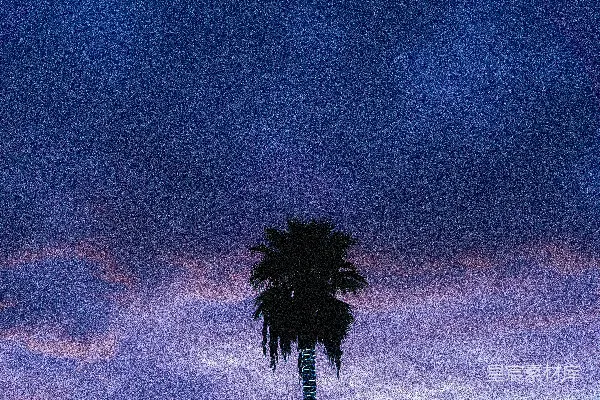 高清摄影 棕榈树在绚丽的紫色天空下