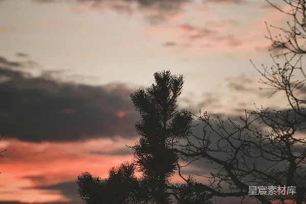 高清摄影 一棵树在夕阳的天空下剪影。