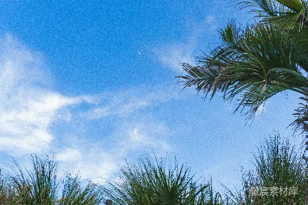 高清摄影 蓝天上飘着几朵云，旁边有些棕榈树。