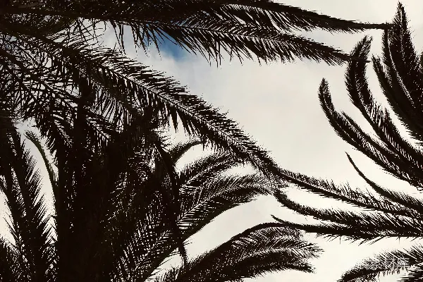 高清摄影 剪影中的棕榈叶在多云的天空下