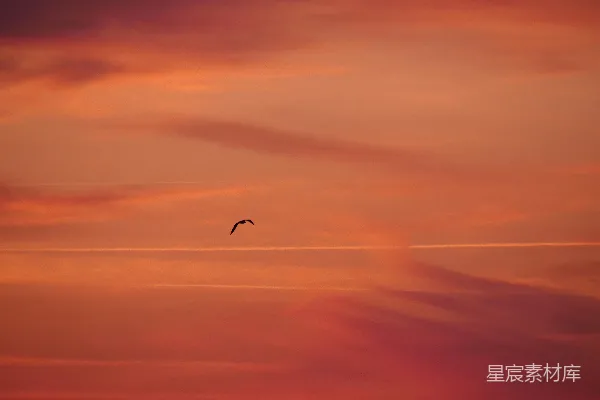 高清摄影 夕阳西下，一只鸟在空中飞翔。
