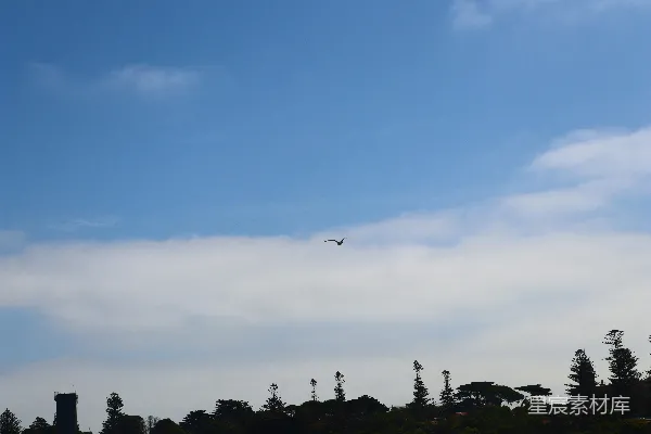 高清摄影 一只鸟在森林上空飞翔