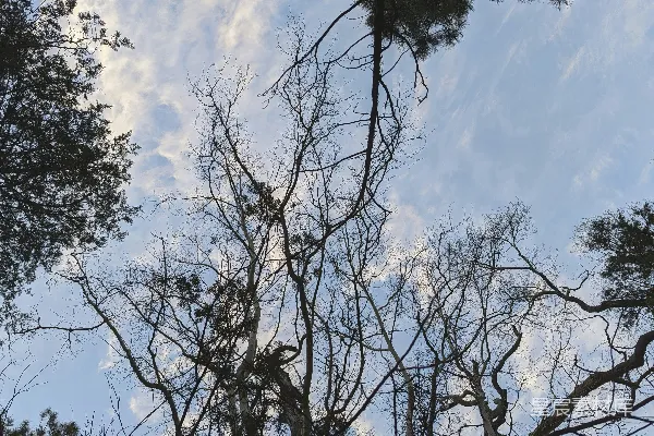 高清摄影 一组树