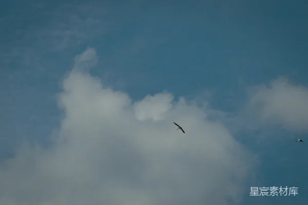 高清摄影 一只鸟在阴云密布的蓝天中飞翔。