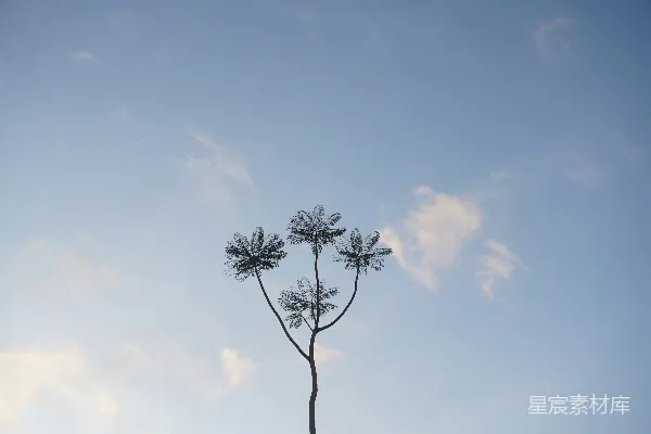 高清摄影 挺拔的植物向着蔚蓝的天空伸展。