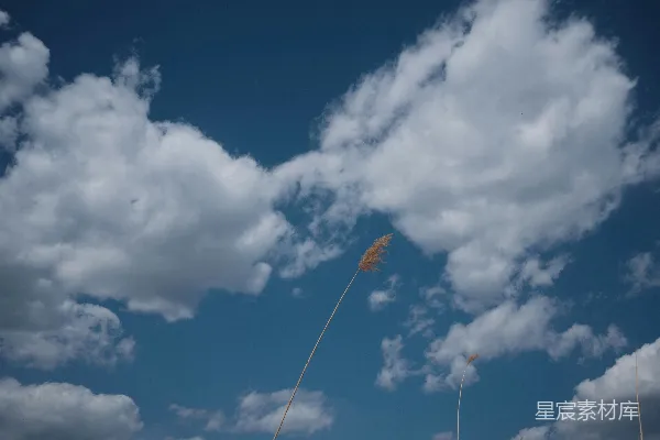 高清摄影 风筝在空中高高地飞翔