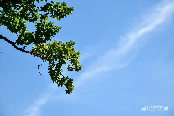 高清摄影 一根带绿叶的树枝在蓝天背景下。