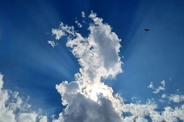 高清摄影 一只鸟在多云的蓝色天空中飞翔