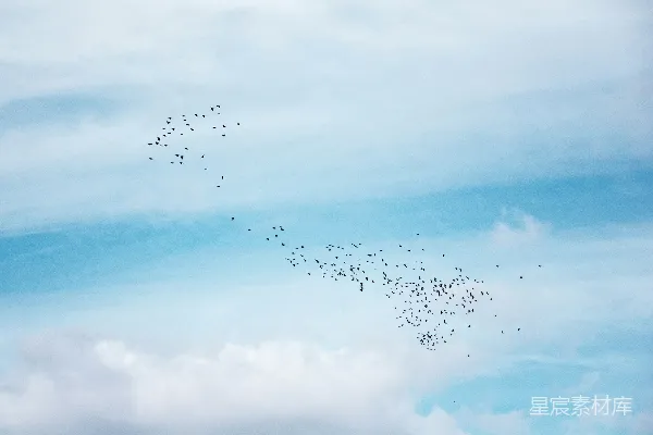高清摄影 一群鸟在天空中飞翔