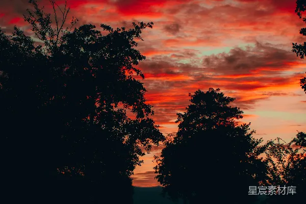 高清摄影 夕阳下树木的剪影