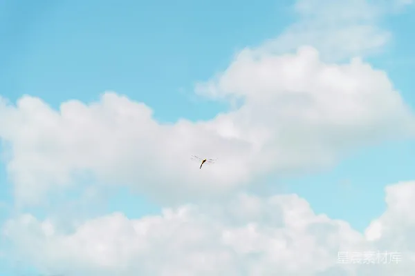 高清摄影 一只鸟高高地在天空中飞翔
