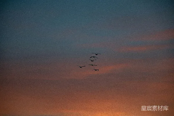 高清摄影 一群鸟在日落时分在天空中飞翔。