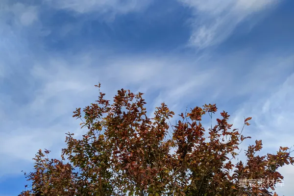 高清摄影 前景中有一棵树，背景是蓝天。