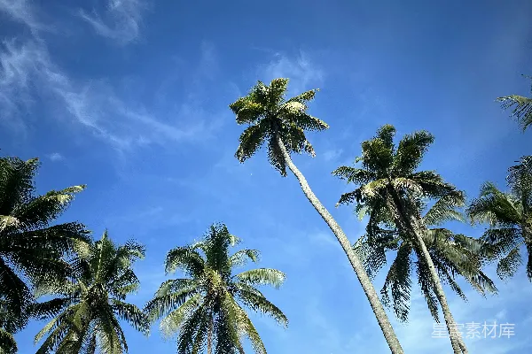 高清摄影 一排棕榈树映衬着蓝天