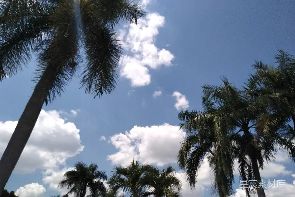 高清摄影 一群棕榈树在阳光明媚的日子里