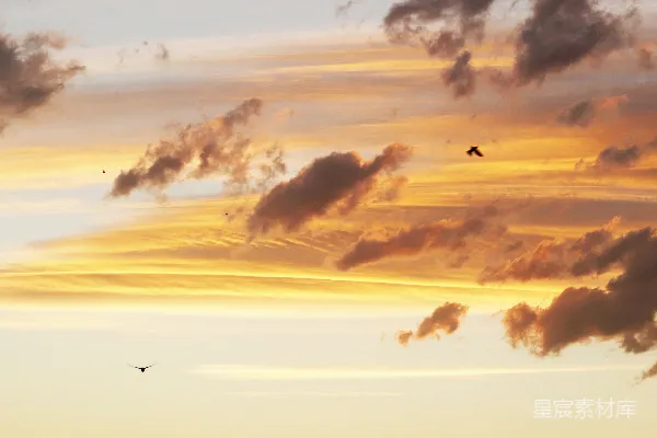 高清摄影 夕阳西下，一只鸟在空中飞翔。