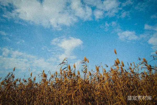 高清摄影 一片高高的草丛在蓝天之下