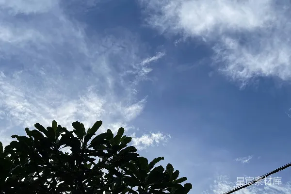 高清摄影 一棵树和一根电线杆