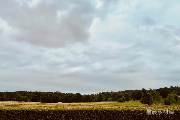 高清摄影 一片广阔的田野，背景中有树木。