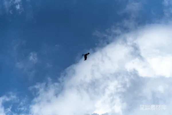 高清摄影 一只鸟在高空中飞翔
